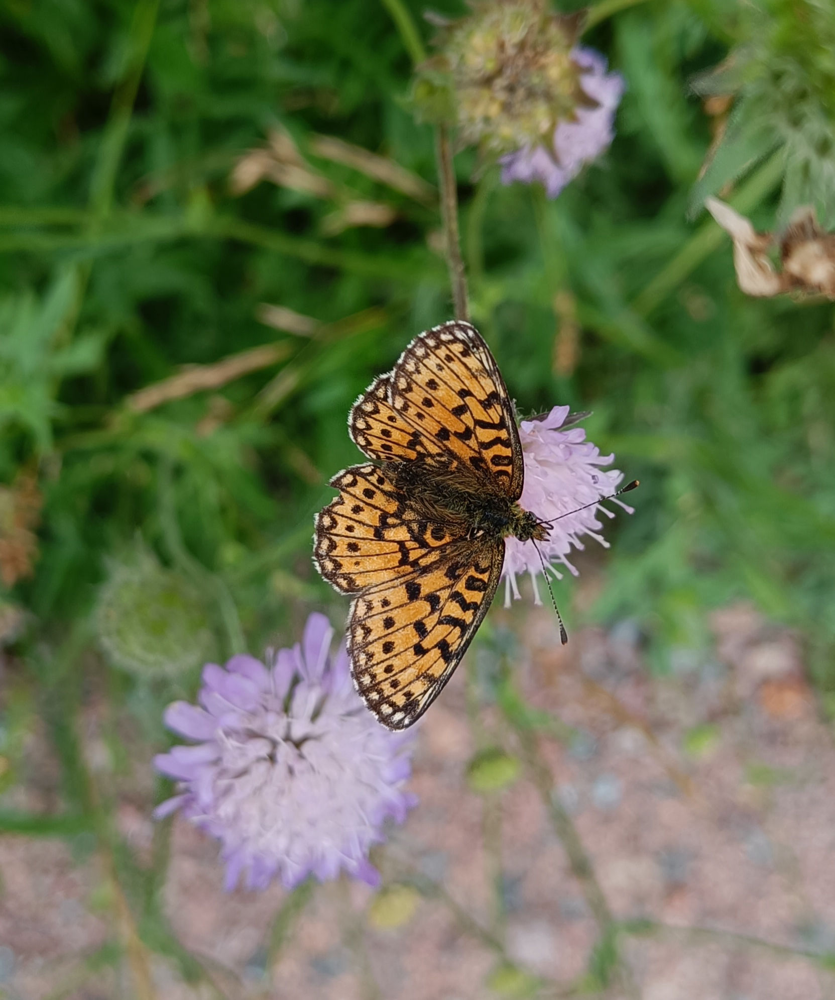 © Femke De Lameillieure